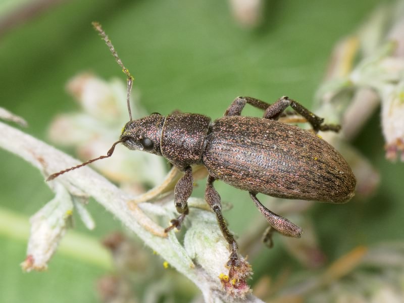 Brachyderes incanus (Linnaeus, 1758)